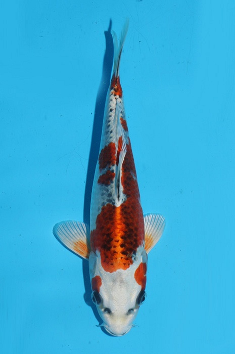 Kujaku 2111509