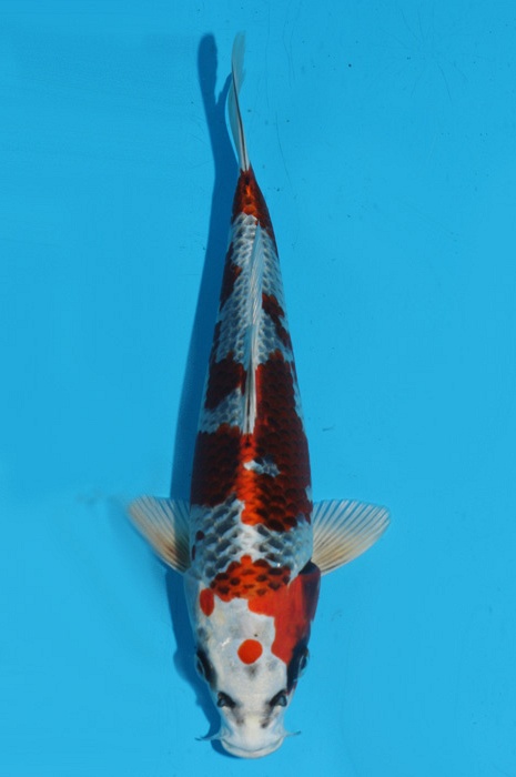 Kujaku 2111510