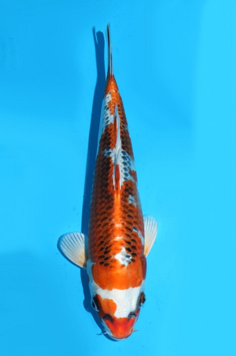 Kujaku 2111512