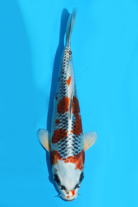 Kujaku 2111514