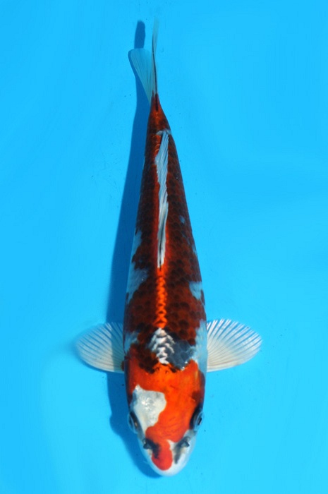 Kujaku 2111521