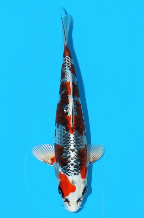 Kujaku 2111526