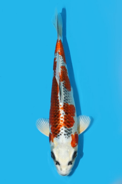 Kujaku 2111529