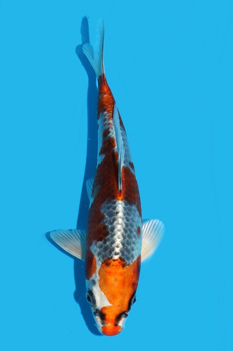Kujaku 2111541