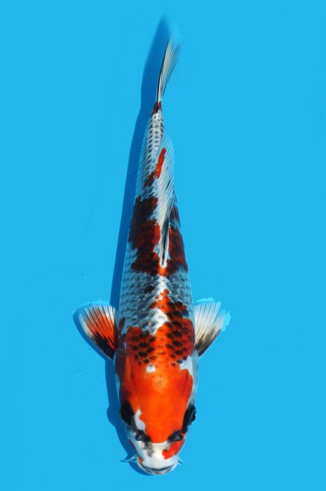 Kujaku 2111544