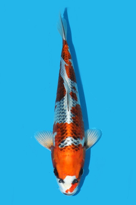Kujaku 2111549
