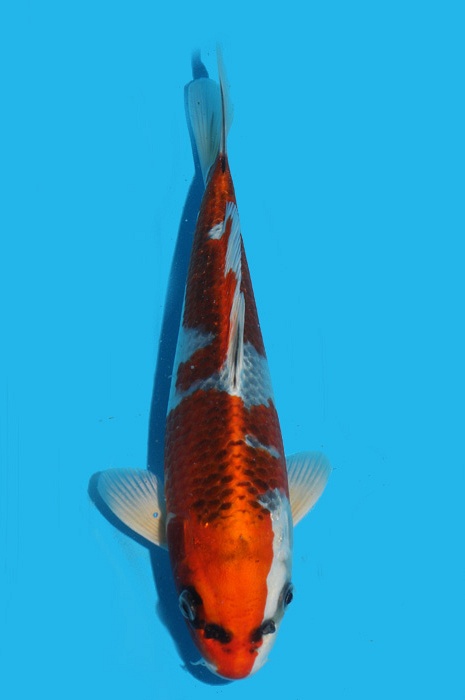 Kujaku 2111553