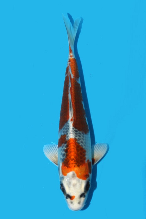 Kujaku 2111560