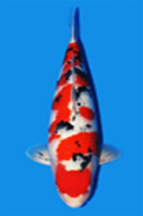 meerstaps sanke 2204002