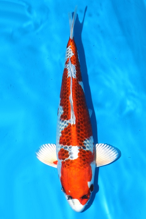 Kujaku 2202008