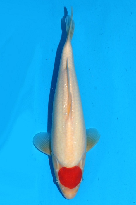 Tancho Kohaku 2202013