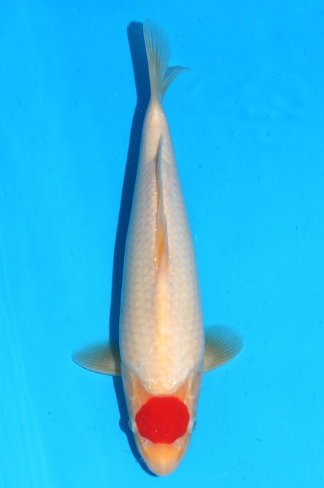 Tancho Kohaku 2202014