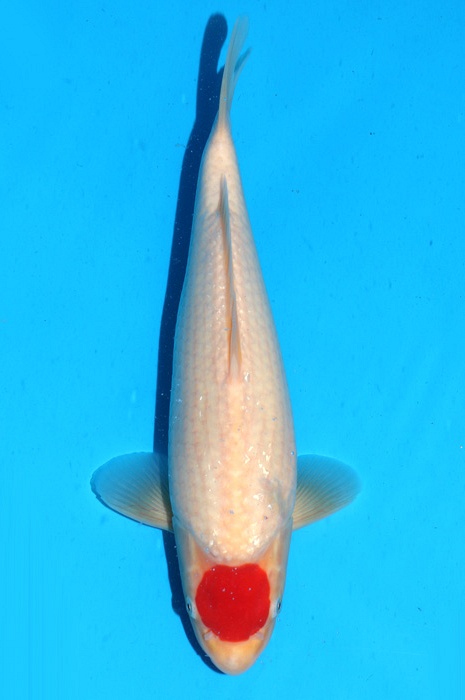 Tancho Kohaku 2202015