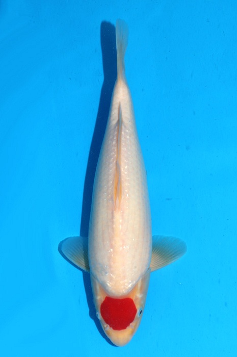 Tancho Kohaku 2202016