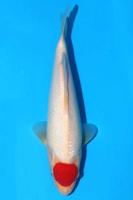 Tancho Kohaku 2202019