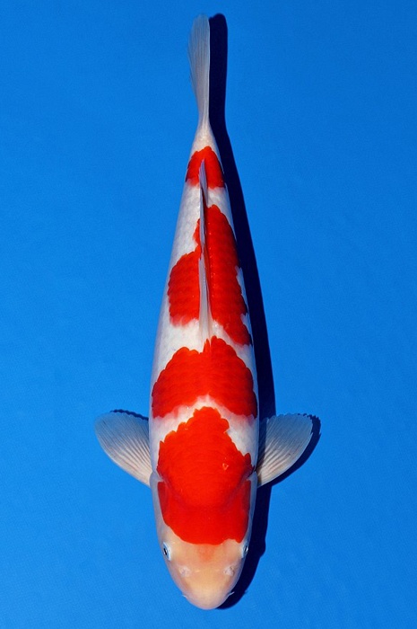 meerstaps kohaku 2203001