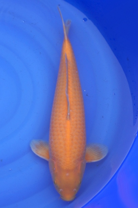 orenji karashigoi 2204112