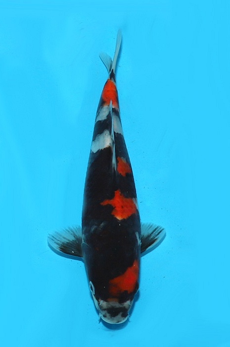 showa 2205007