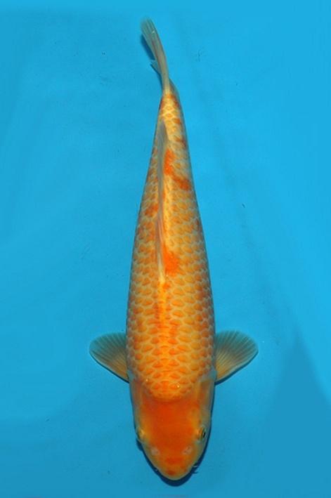 super mango 2205015