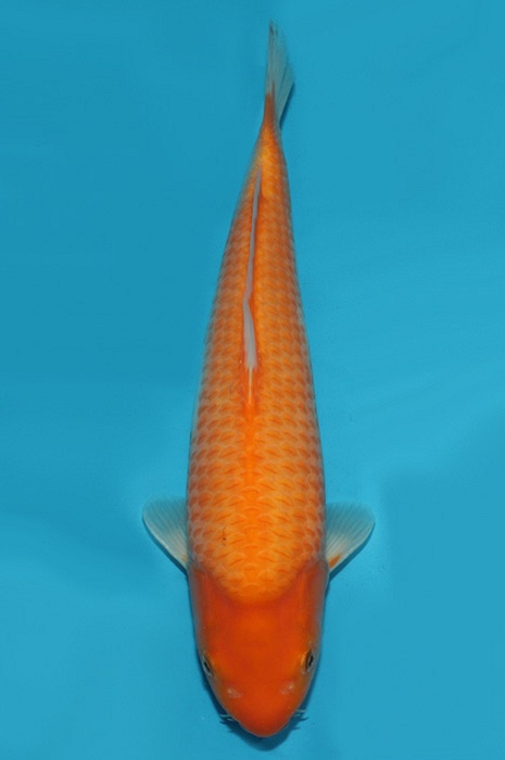 super mango 2205021