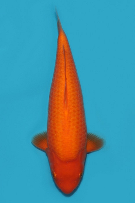 Super mango 2205024
