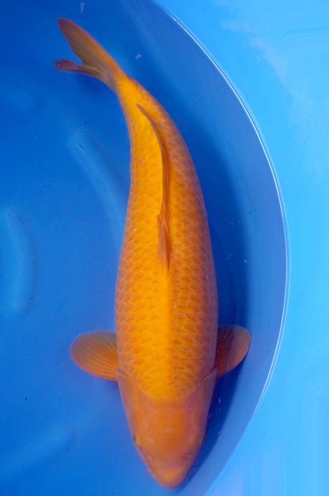 mango karashigoi 2205100