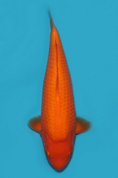 Orenji ogon 2206500