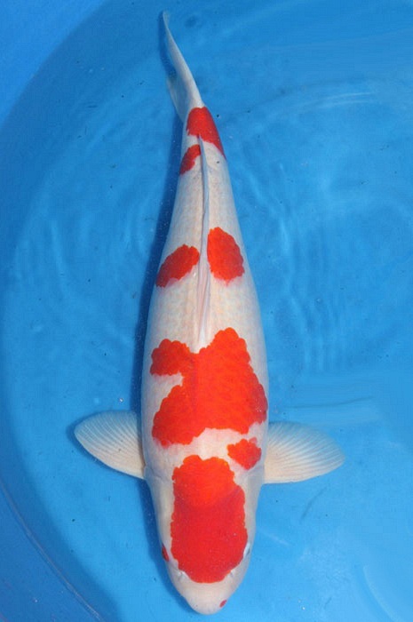 meerstaps kohaku 2207006