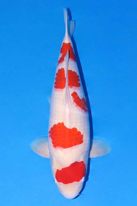 godan kohaku 2210005