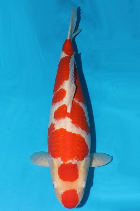meerstaps kohaku 2211002