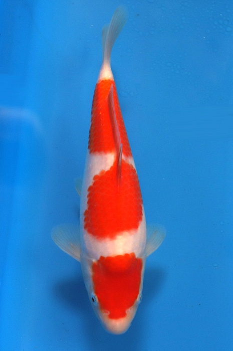 sandan kohaku 2301010