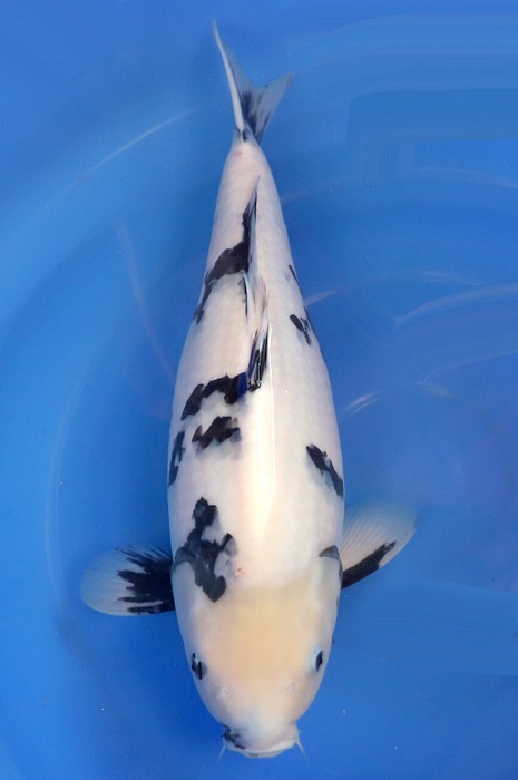 shiro utsuri 2302002