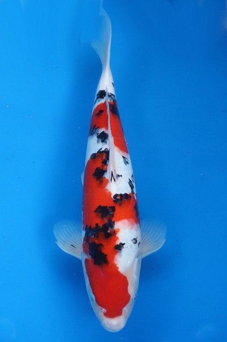 Sanke WF2305009