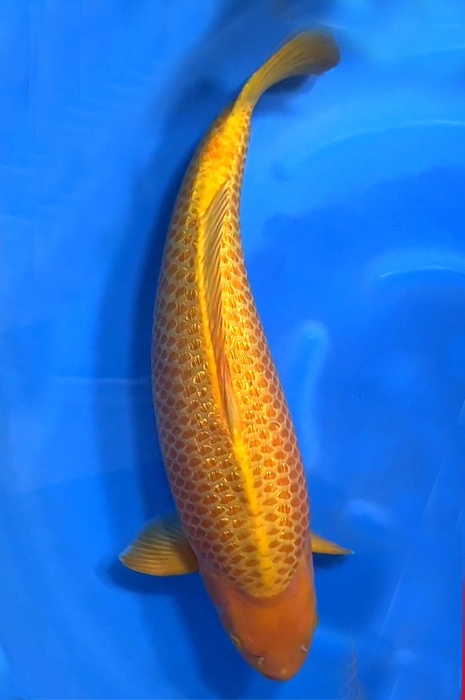 golden corn 2306100