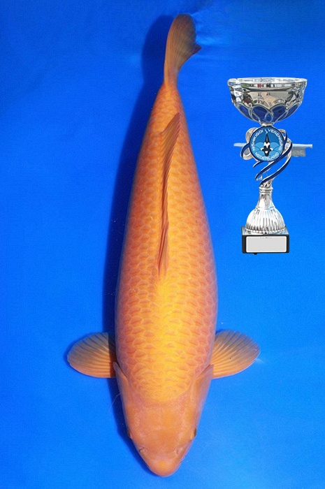 super mango 2307003