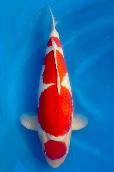 Maruten kohaku 2310004