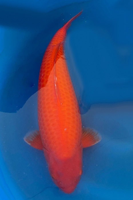 benigoi 2310007