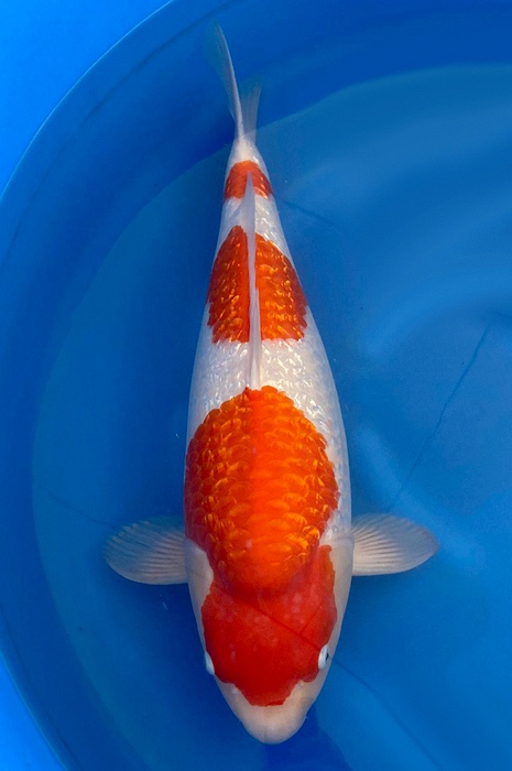 Sandan ginrin kohaku 2310009