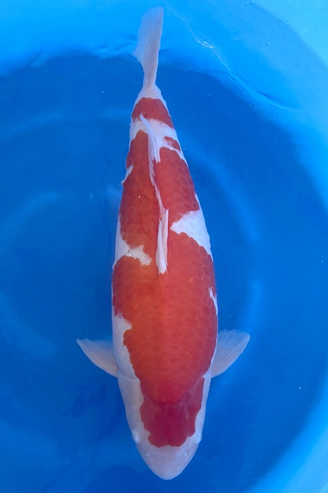 kohaku 2310022