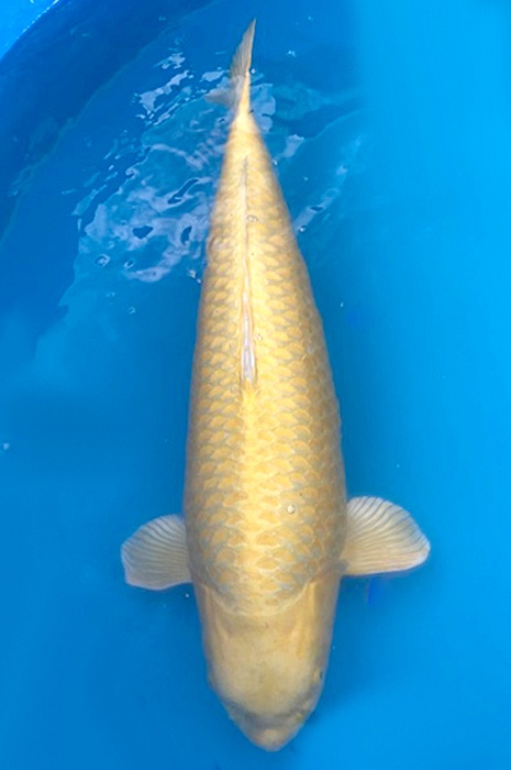 yamabuki 2310025
