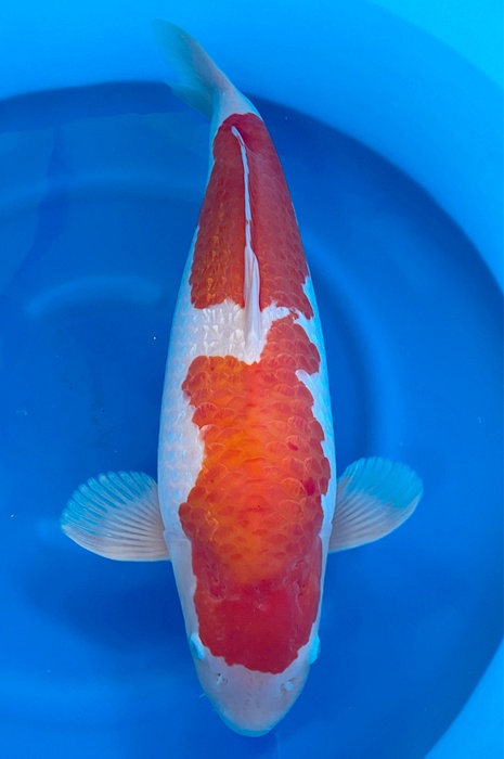 ginrin kohaku 2311001
