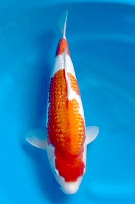 ginrin kohaku 2311009