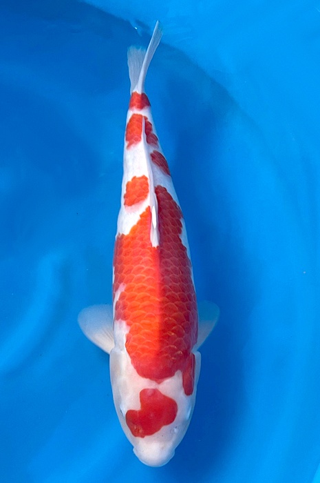 maruten kohaku 2311010