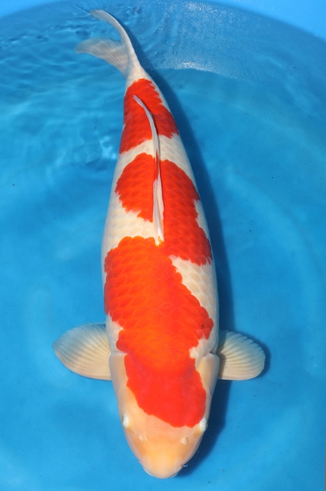 kohaku 2311019