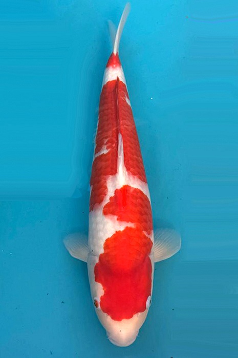 kohaku 2404003