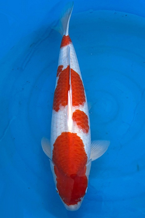 meerstaps kohaku 2404018
