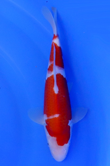 kohaku 2405219