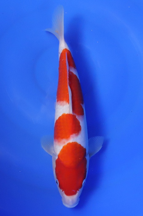 kohaku 2405221