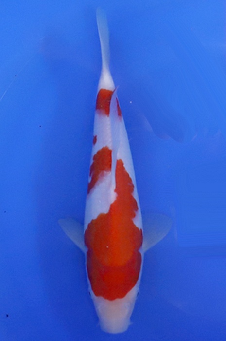 kohaku 2405224