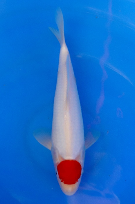 tancho kohaku 2405226